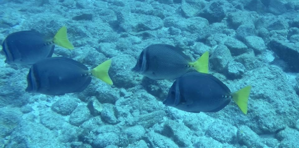 Playa JunquillalPlumita Pacificaアパートメント エクステリア 写真