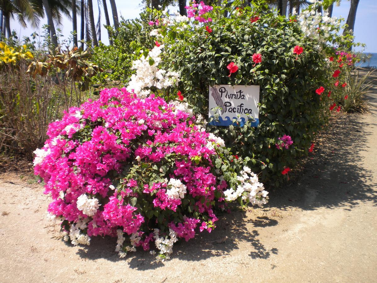 Playa JunquillalPlumita Pacificaアパートメント エクステリア 写真