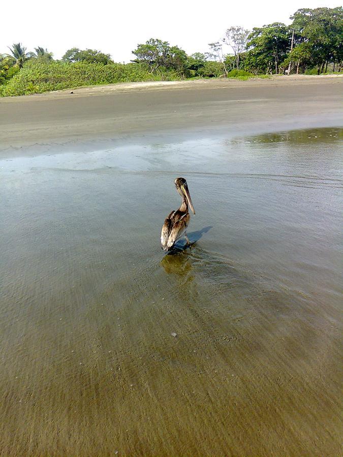 Playa JunquillalPlumita Pacificaアパートメント エクステリア 写真